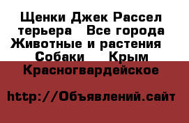 Щенки Джек Рассел терьера - Все города Животные и растения » Собаки   . Крым,Красногвардейское